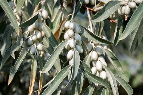Eleagnus Angustifolia - Russische Olive